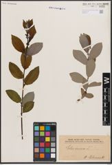 Foto von Salix cinerea L.